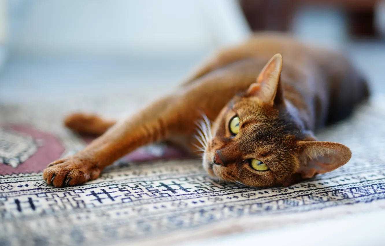 Wallpaper Cat Cat Look Face Pose Relax Carpet Paws Floor