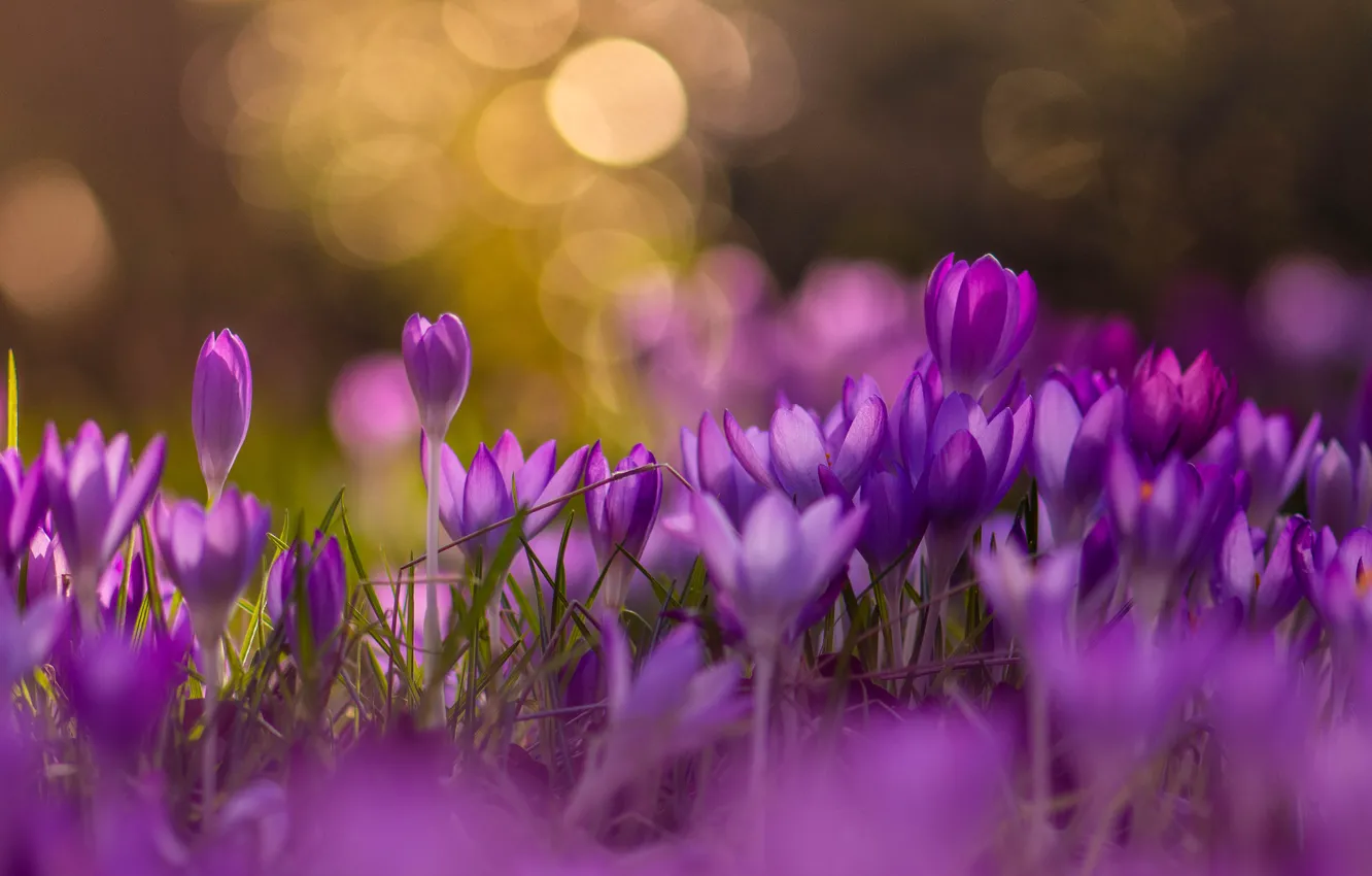 Photo wallpaper flowers, background, glade, spring, crocuses, a lot, lilac, bokeh