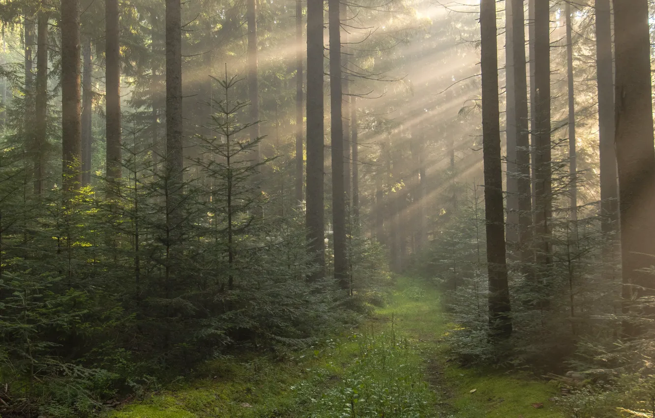 HDRI туманный лес