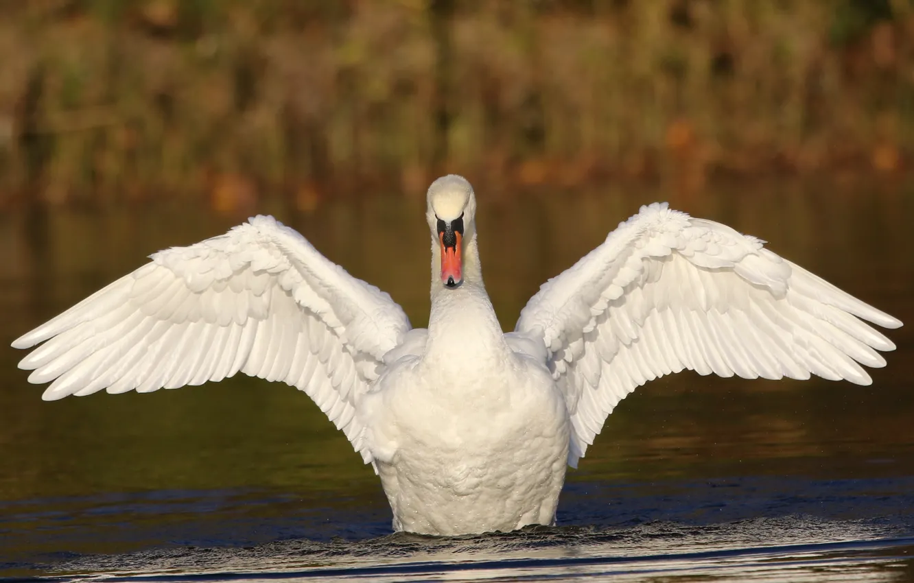 Wallpaper white, bird, wings, Swan, pond, stroke images for desktop,  section животные - download