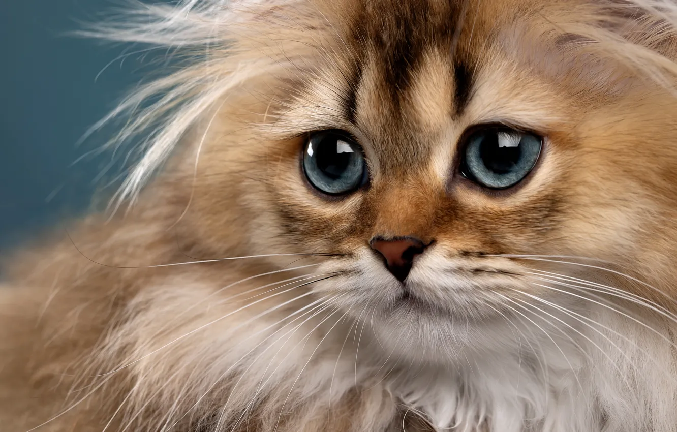 Photo wallpaper cat, look, muzzle, eyes, fluffy, Svetlana Pisareva
