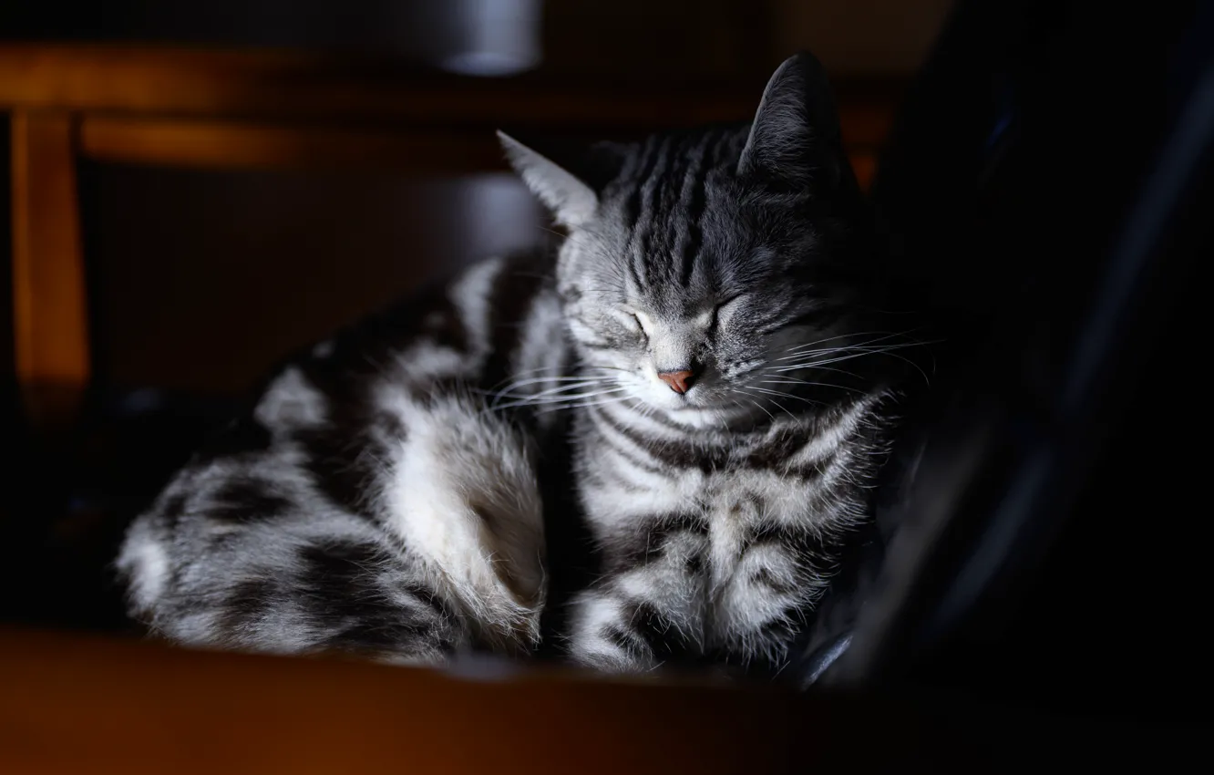 Photo wallpaper cat, cat, face, light, the dark background, grey, stay, sleep, portrait, chair, sleeping, lies, striped, …