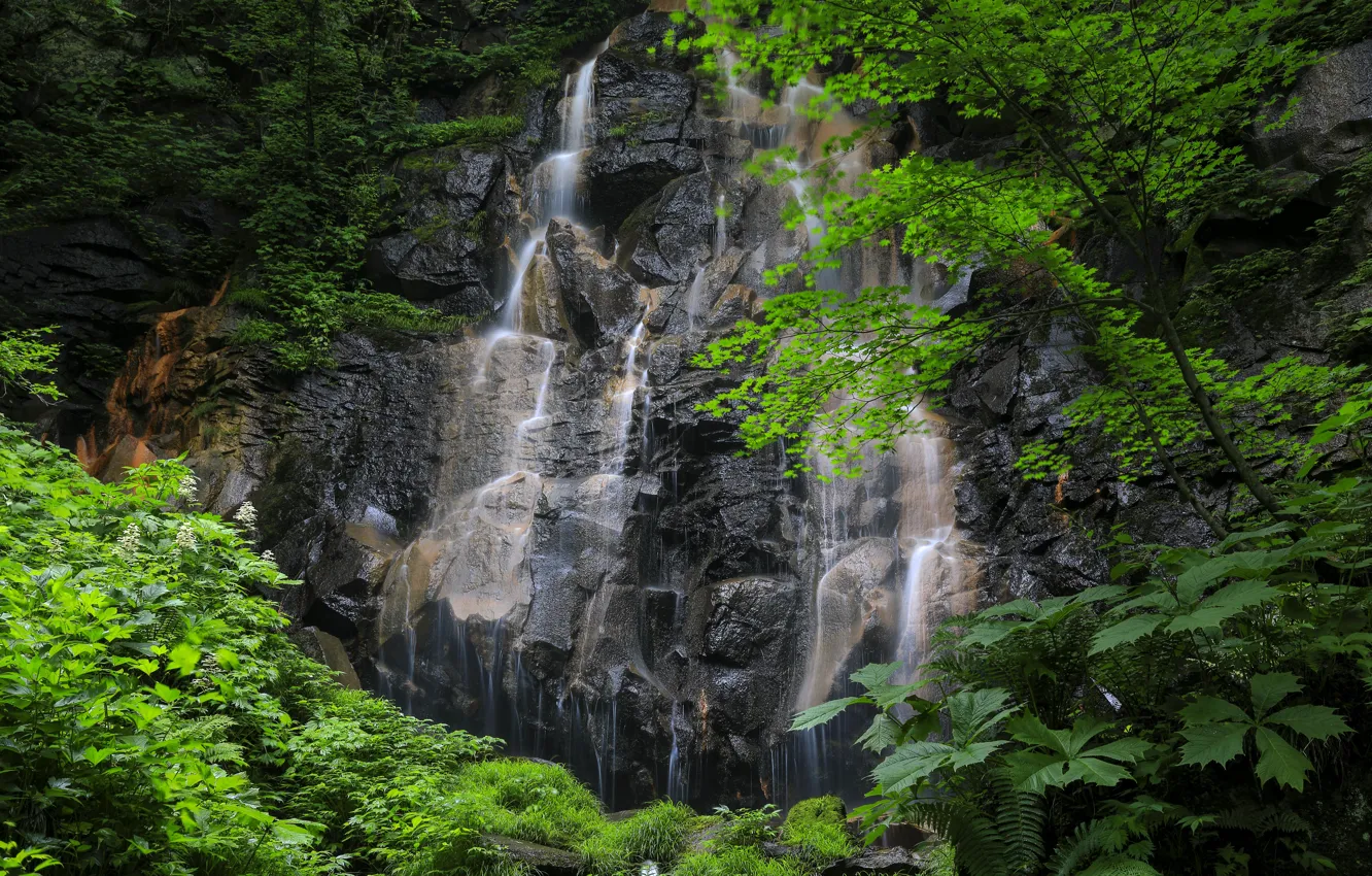 Photo wallpaper forest, nature, rocks, waterfall