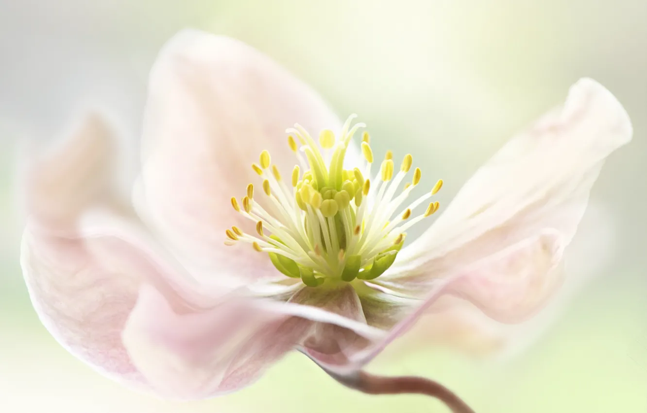Photo wallpaper flower, light, background, mid