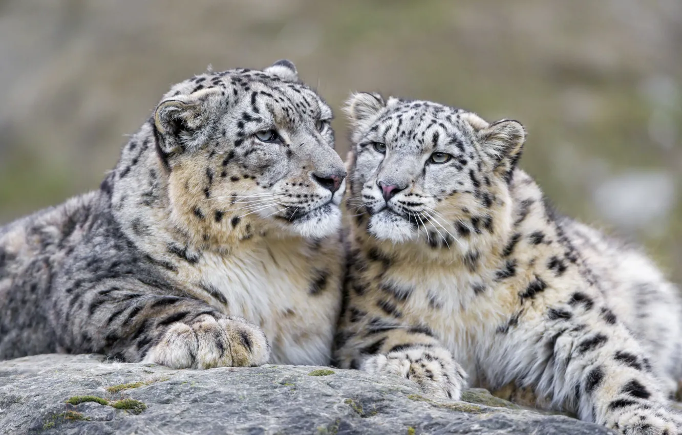 Wallpaper cat, predator, snow leopard