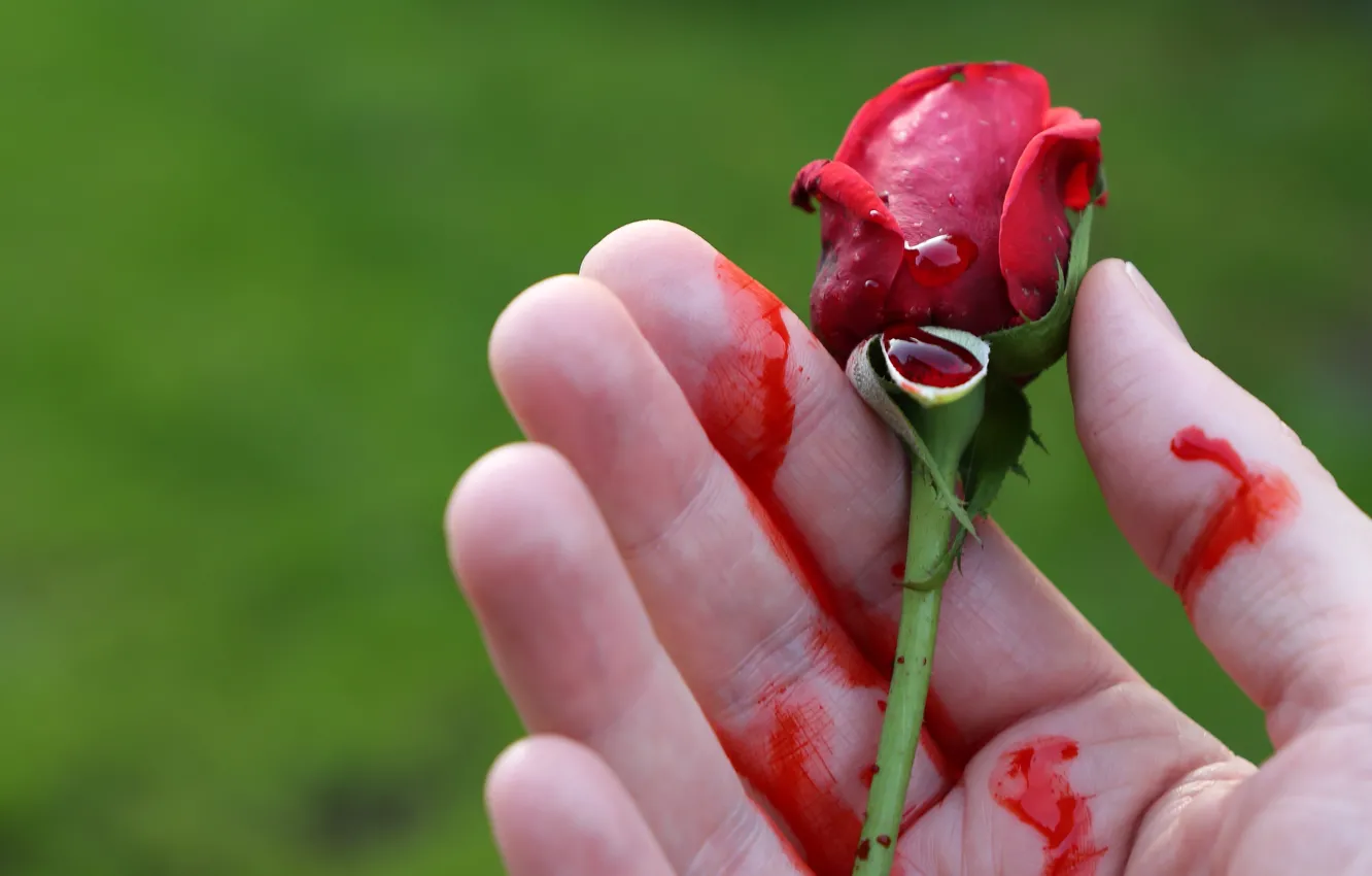 Wallpaper flower, blood, rose, hand, Bud, fingers, green background, a drop  of blood images for desktop, section разное - download