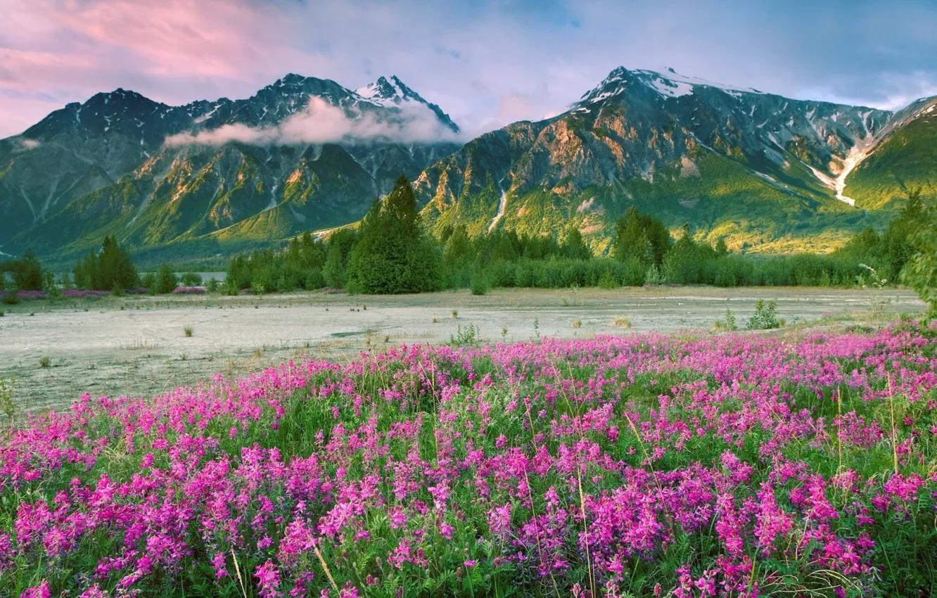 Wallpaper Flowers, Mountains, Valley images for desktop, section пейзажи -  download