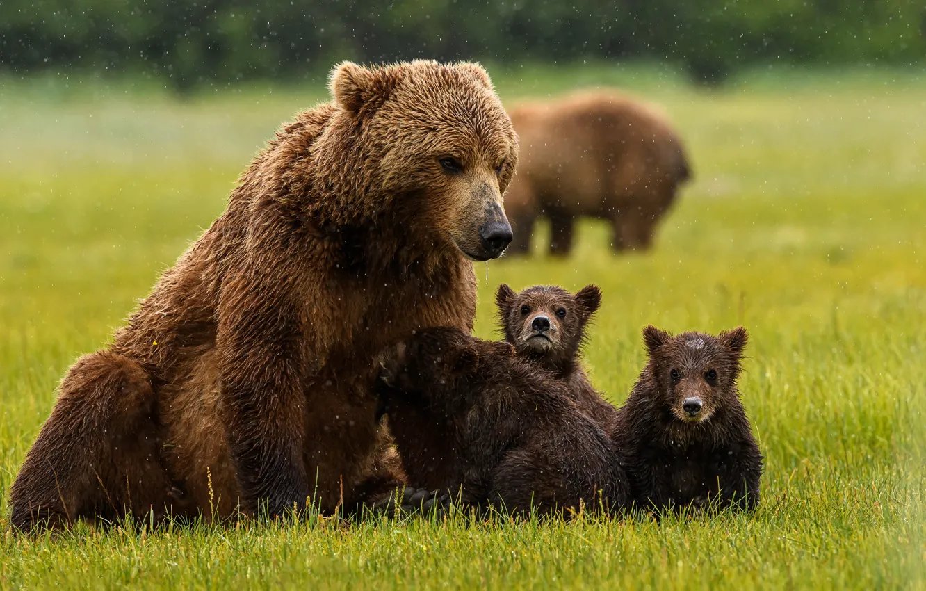 Photo wallpaper grass, bear, bears, bears, family, bear