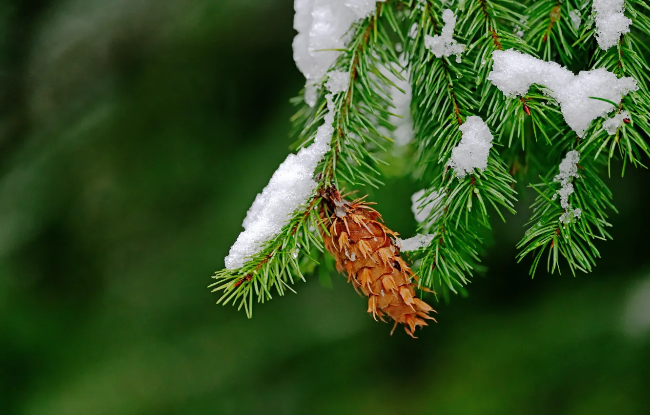 Photo wallpaper macro, snow, needles, branches, background, bump, the Douglas fir