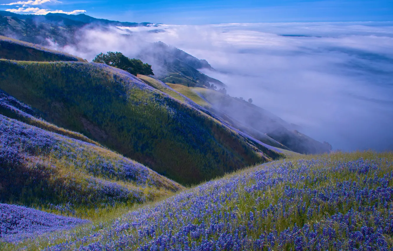 Photo wallpaper clouds, landscape, flowers, mountains, nature, hills, CA, USA, meadows