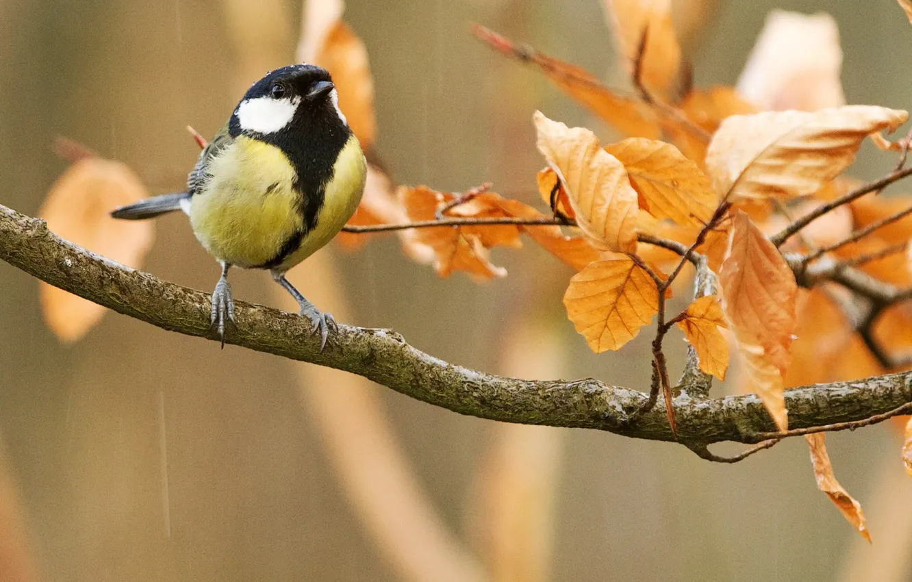 Wallpaper autumn, leaves, nature, rain, bird, branch, tit images for  desktop, section животные - download