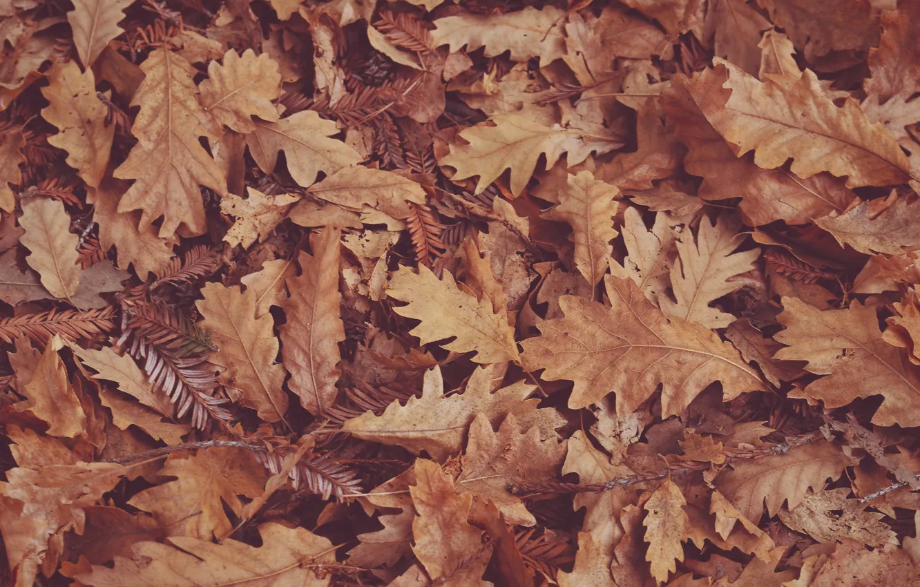Wallpaper autumn, dry leaves, oak leaves images for desktop, section  природа - download