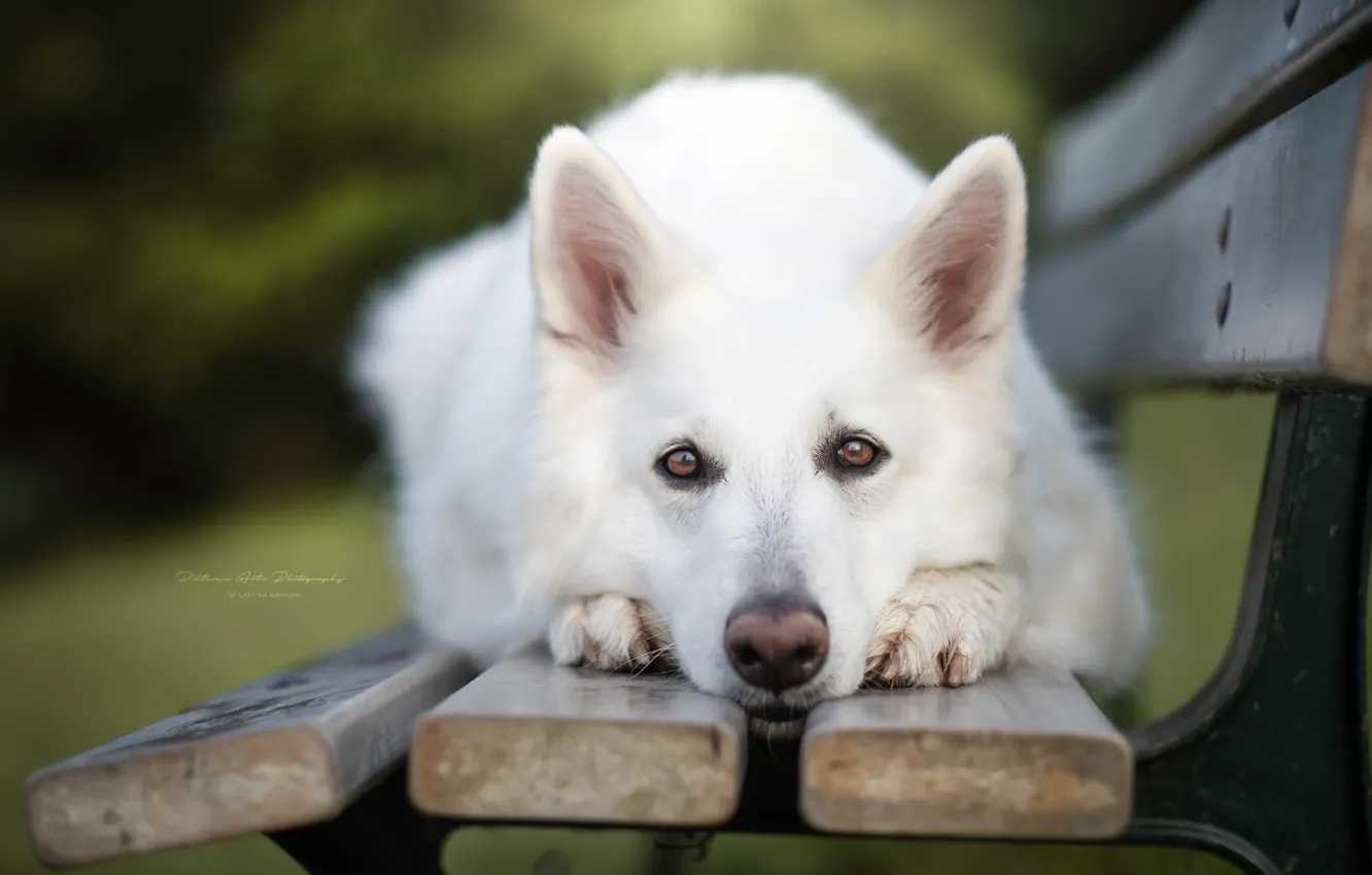 Photo wallpaper look, face, dog, bench, The white Swiss shepherd dog
