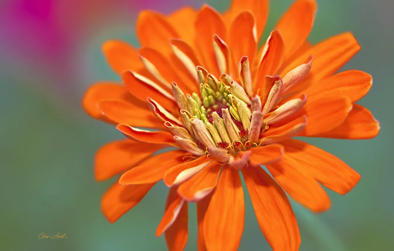 Wallpaper Flower Background Zinnia Orange Flower Images For Desktop Section Cvety Download