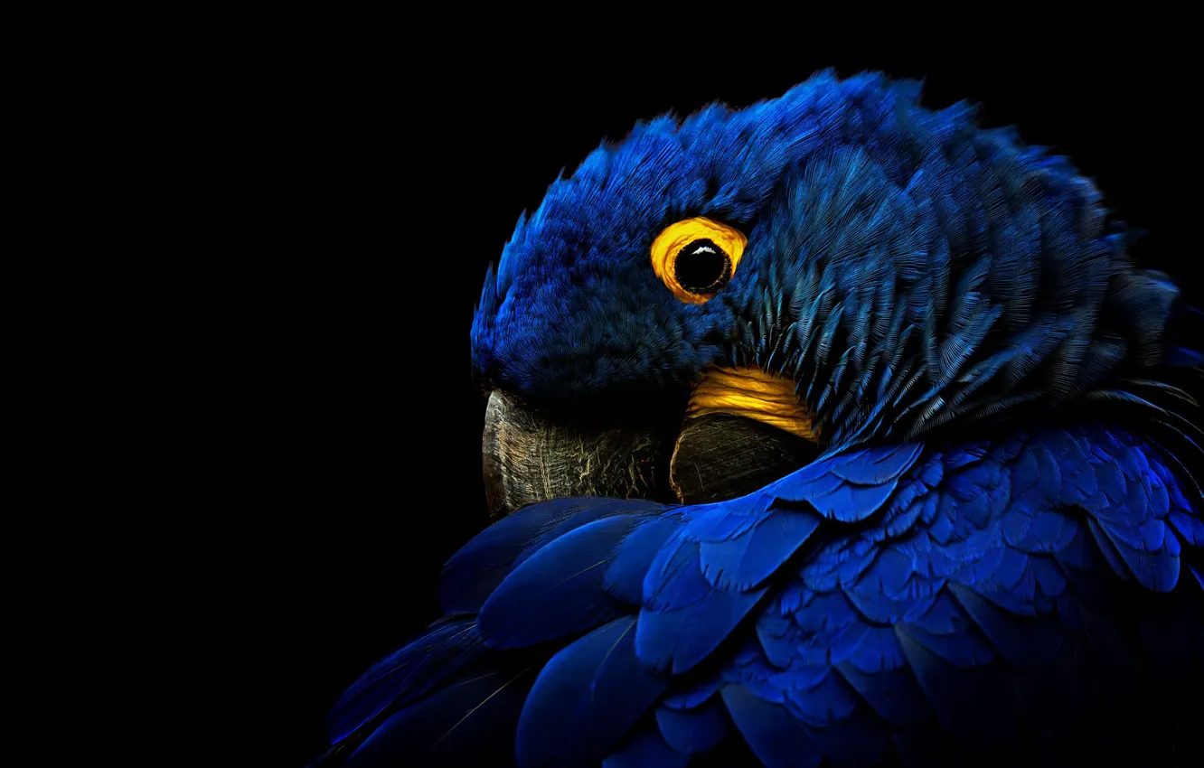 Wallpaper look, blue, pose, bird, portrait, parrot, black background, Ara, hyacinth  macaw, hyacinth images for desktop, section животные - download