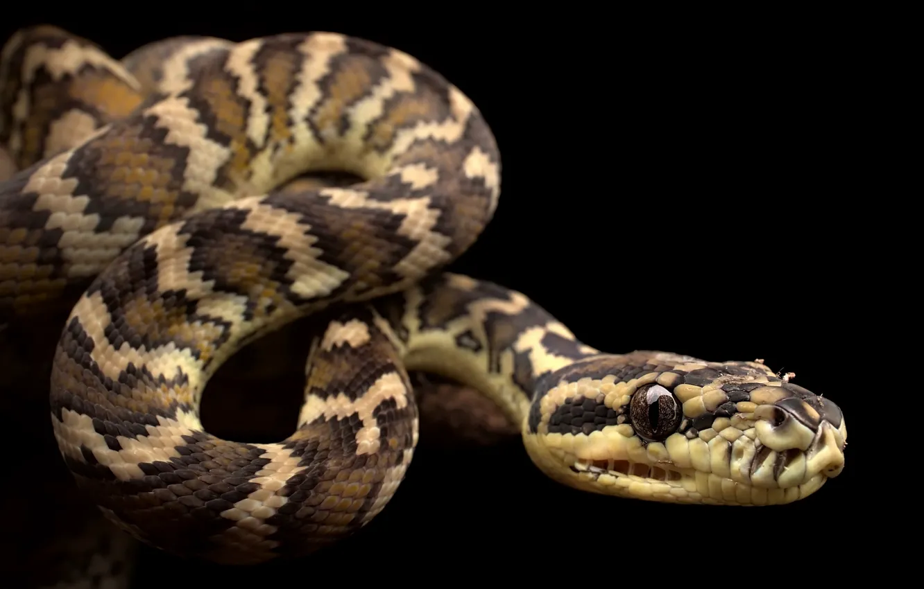 Wallpaper snake, Morelia spilota variegata, Darwin Carpet Python images for  desktop, section животные - download