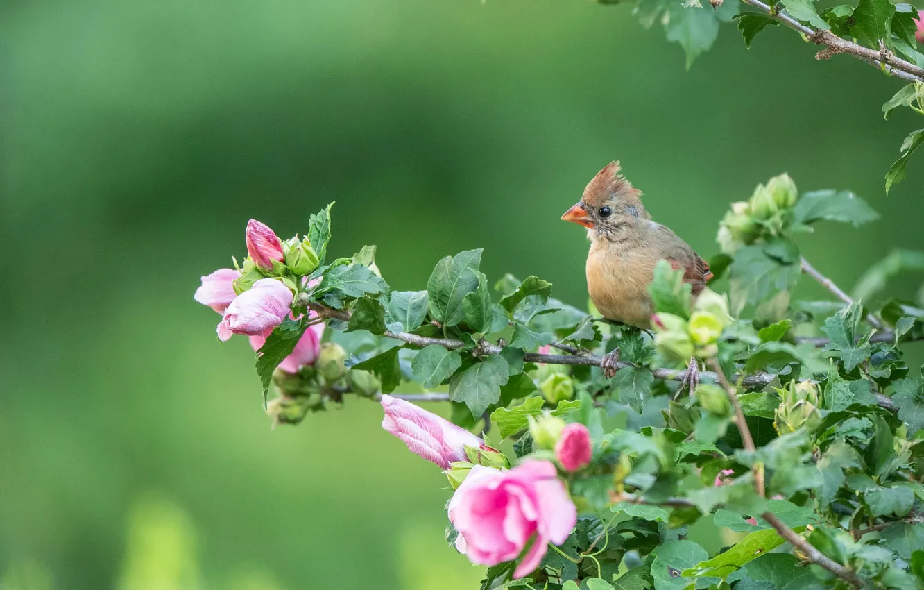 Photo wallpaper branches, background, bird, chick, flowers, hibiscus, Cardinal