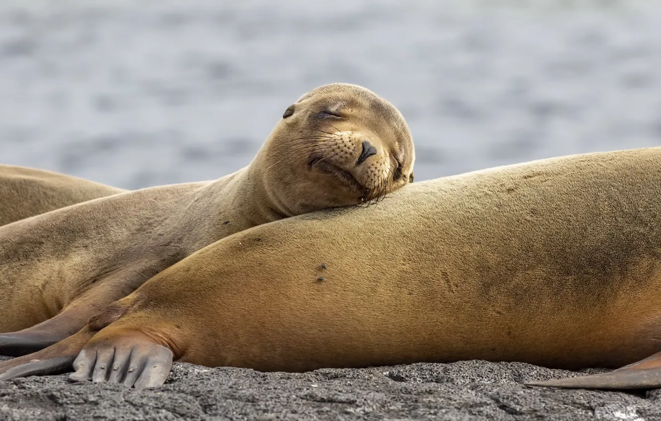 Wallpaper nature, stay, shore, sea lions images for desktop, section  животные - download