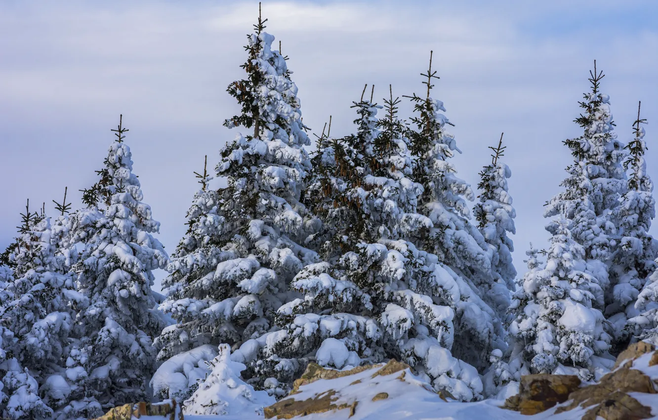 Photo wallpaper winter, snow, trees, nature, stones, ate, Андрей Шарапов