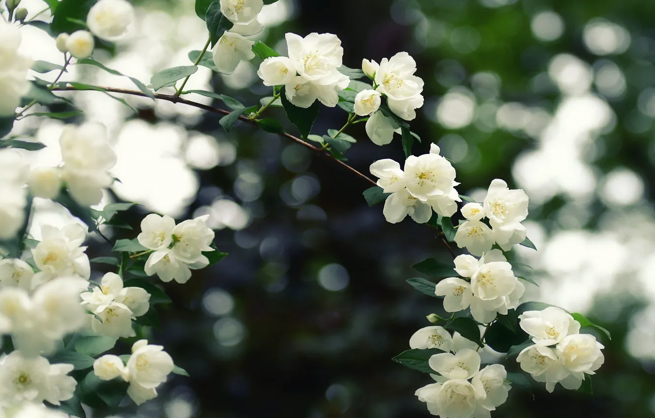 Wallpaper branch, flowering, Jasmine images for desktop, section цветы -  download