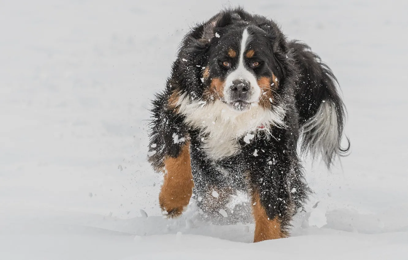 Photo wallpaper winter, snow, handsome, Bernese Mountain Dog
