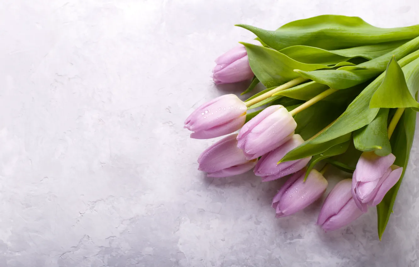 Photo wallpaper flowers, bouquet, tulips, fresh, pink, flowers, lilac, tulips, spring, violet