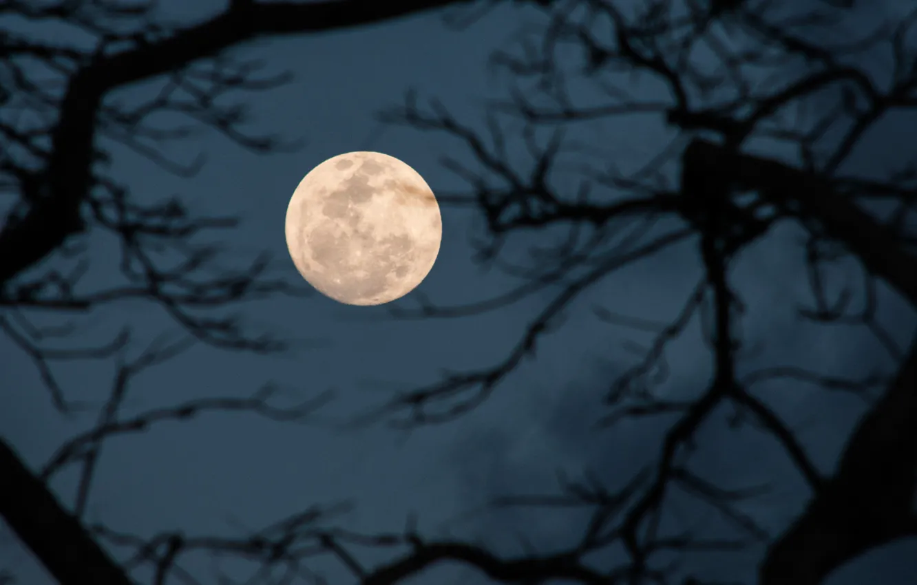 Photo wallpaper the sky, night, branches, nature, tree, the moon, the full moon