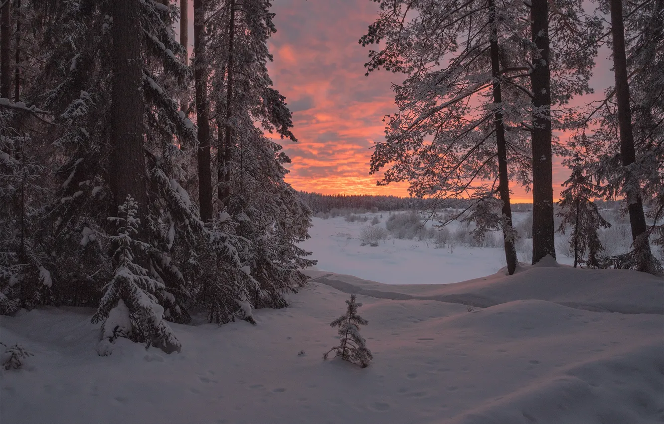 Photo wallpaper winter, forest, snow, trees, sunset, the snow, Russia, Евгений Карепанов, Кировская область