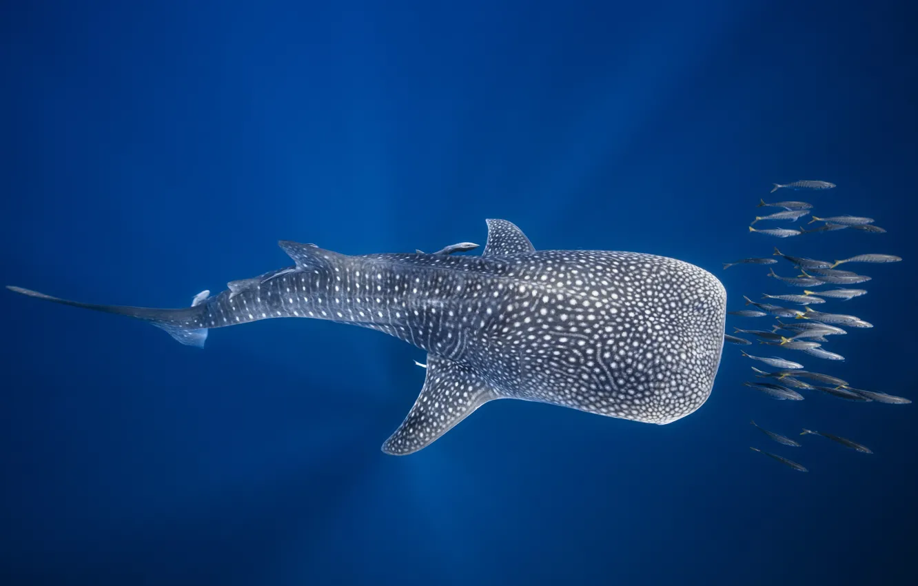 Photo wallpaper sea, fish, the ocean, under water, Madagascar, The whale shark