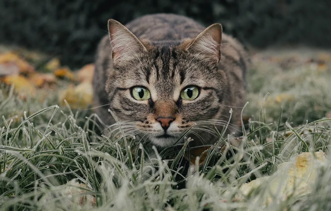 Wallpaper cat, grass, cat, look, face, pose, interest, glade, portrait,  hunting, the expression, tabby images for desktop, section кошки - download