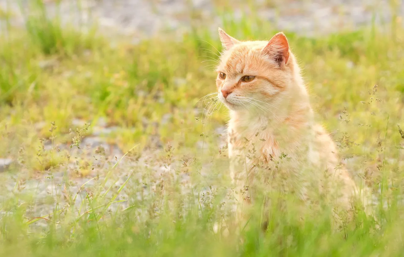 Photo wallpaper grass, cat, red, muzzle, cat