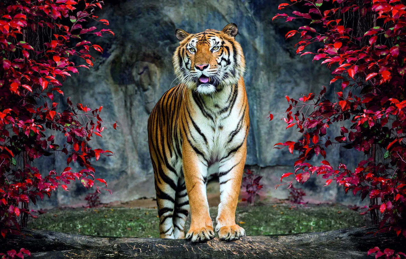 Photo wallpaper tiger, rocks, foliage, the bushes