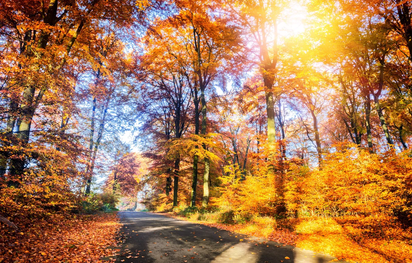 Photo wallpaper road, autumn, forest, leaves, trees, Park, forest, road, landscape, park, autumn, leaves, tree, country, fall