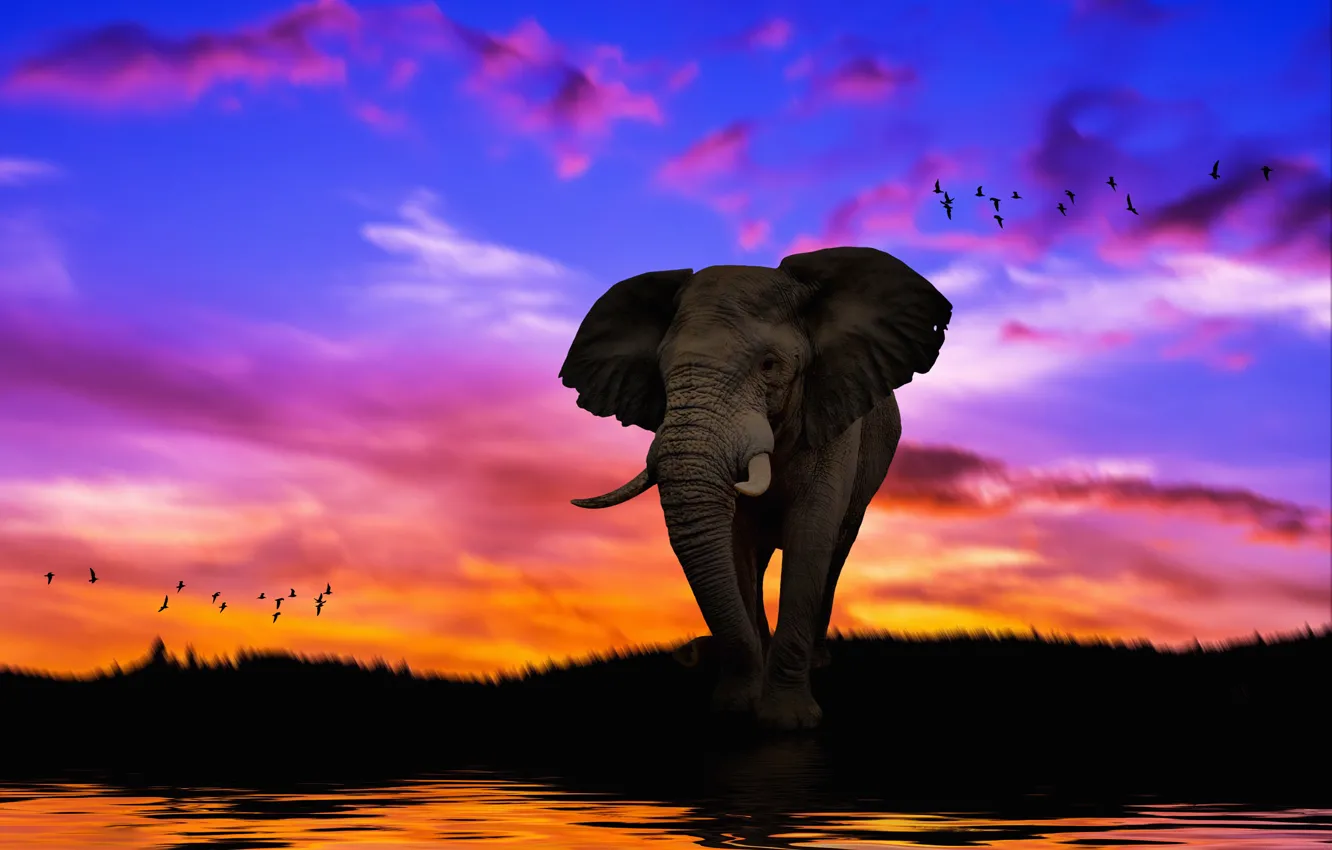 Wallpaper the sky, sunset, rendering, elephant, art, photoart images for  desktop, section рендеринг - download