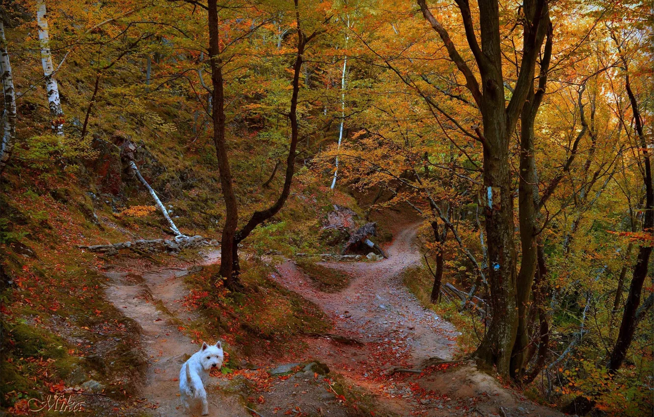 Photo wallpaper Autumn, Trees, Forest, Trail, Dog, Fall, Autumn, Forest, Trees, The West highland white Terrier