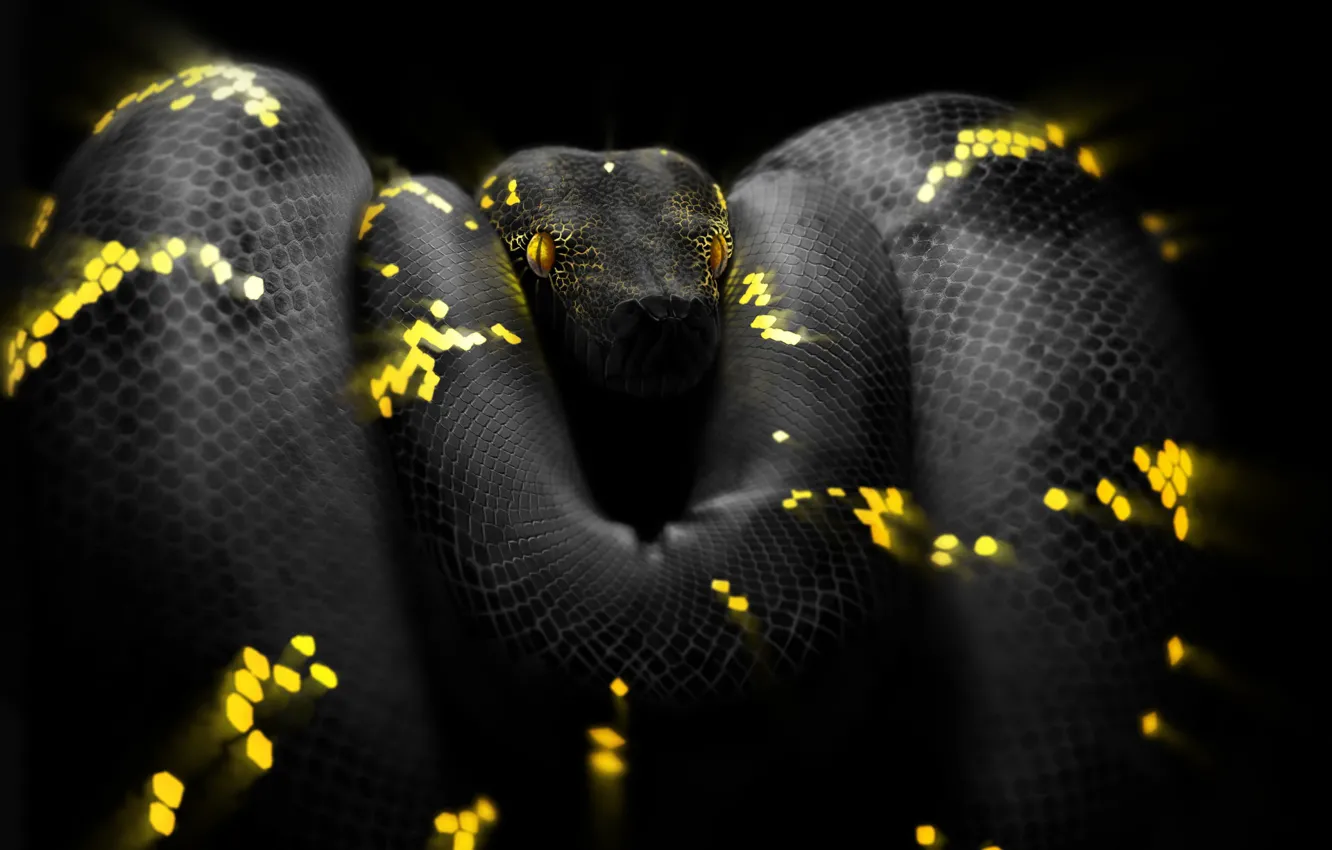 Wallpaper Snake Eyes Head Python Art Snake Python By Ben Judd Ben Judd Surreal Snake Images For Desktop Section Art Download
