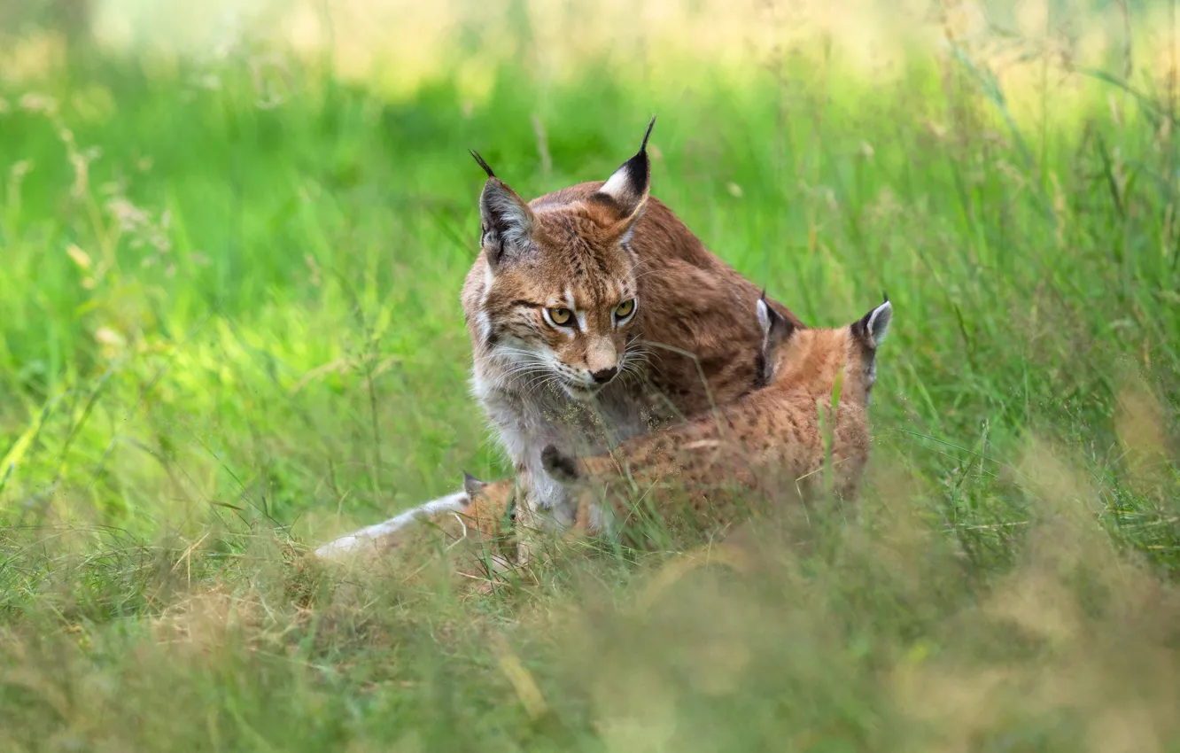 Photo wallpaper grass, nature, kitty, two, baby, kitty, lynx, cub, lynx, mother, a small lynx, a small …