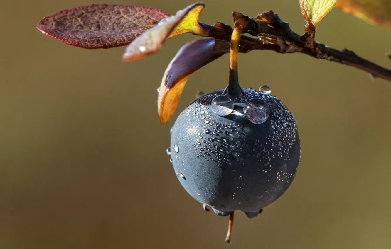 Photo wallpaper branch, berry, leaves, blueberries, droplets of water