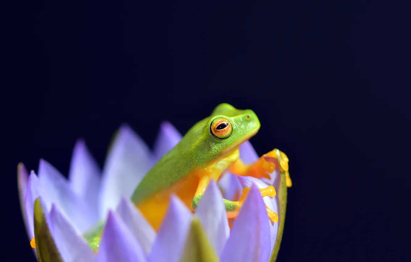 Photo wallpaper Nature, Flower, Frog, Amphibian