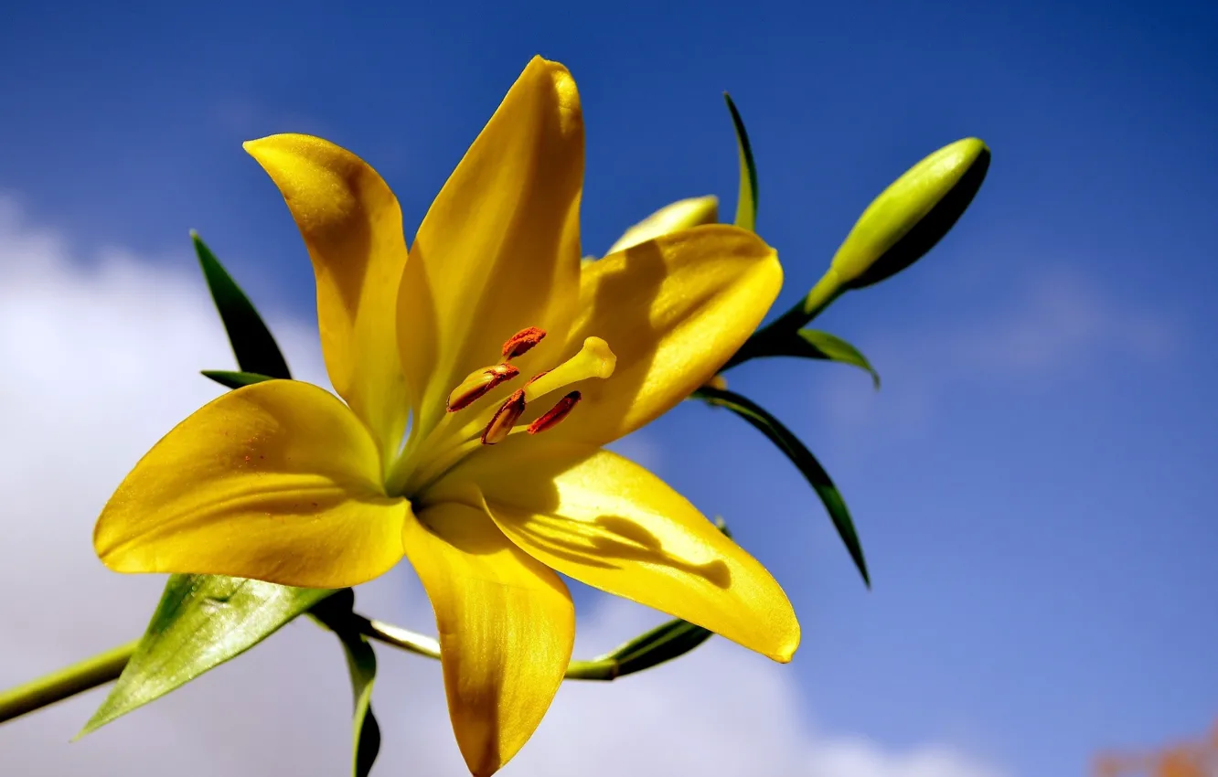Wallpaper flower, background, Lily, yellow Lily images for desktop ...