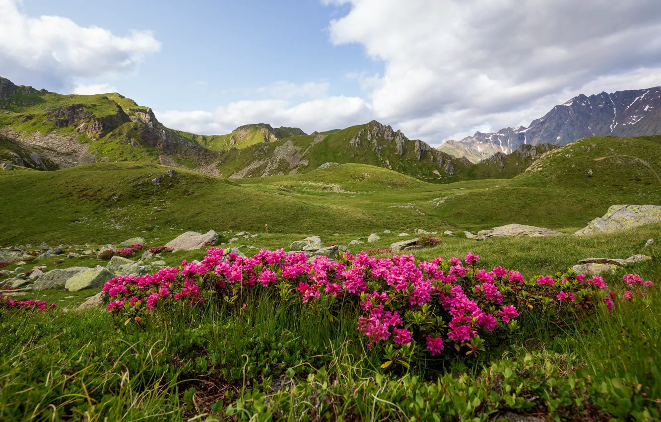 Photo wallpaper flowers, mountains, Italy, rhododendron