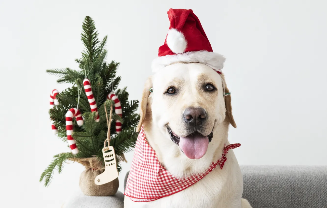 Photo wallpaper dog, New Year, Christmas, puppy, Santa, Labrador, Christmas, puppy, dog, New Year, cute, Merry, santa …