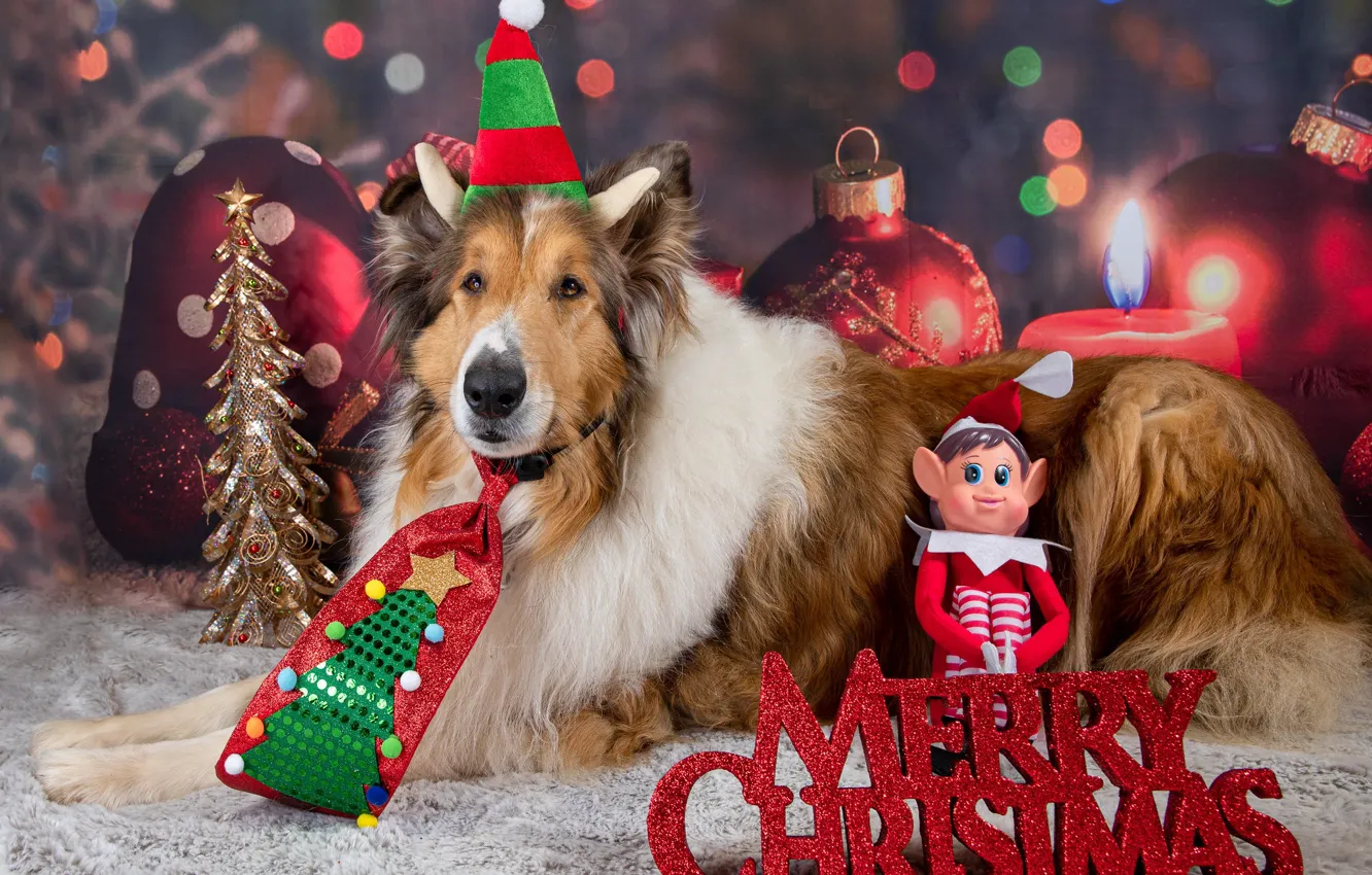 Photo wallpaper dogs, look, face, pose, dog, Christmas, New year, photoshoot, collie, model, accessories