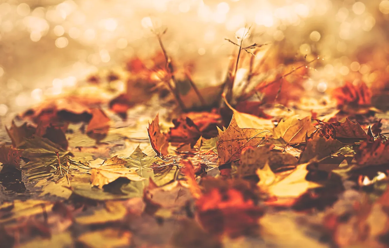 Hãy chiêm ngưỡng những hình ảnh mùa thu với lá vàng rụng trên nước, ánh sáng chiếu qua cành cây. Cảnh tượng huyền ảo này chắc chắn sẽ mang lại cho bạn một trải nghiệm tuyệt vời.