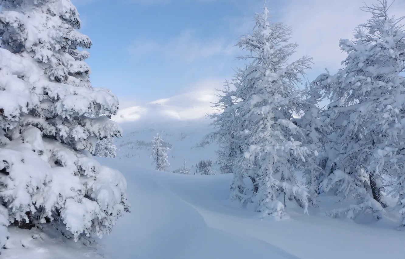 Photo wallpaper winter, snow, trees, Canada, the snow, Albert, Banff National Park, Alberta, Canada, Banff national Park