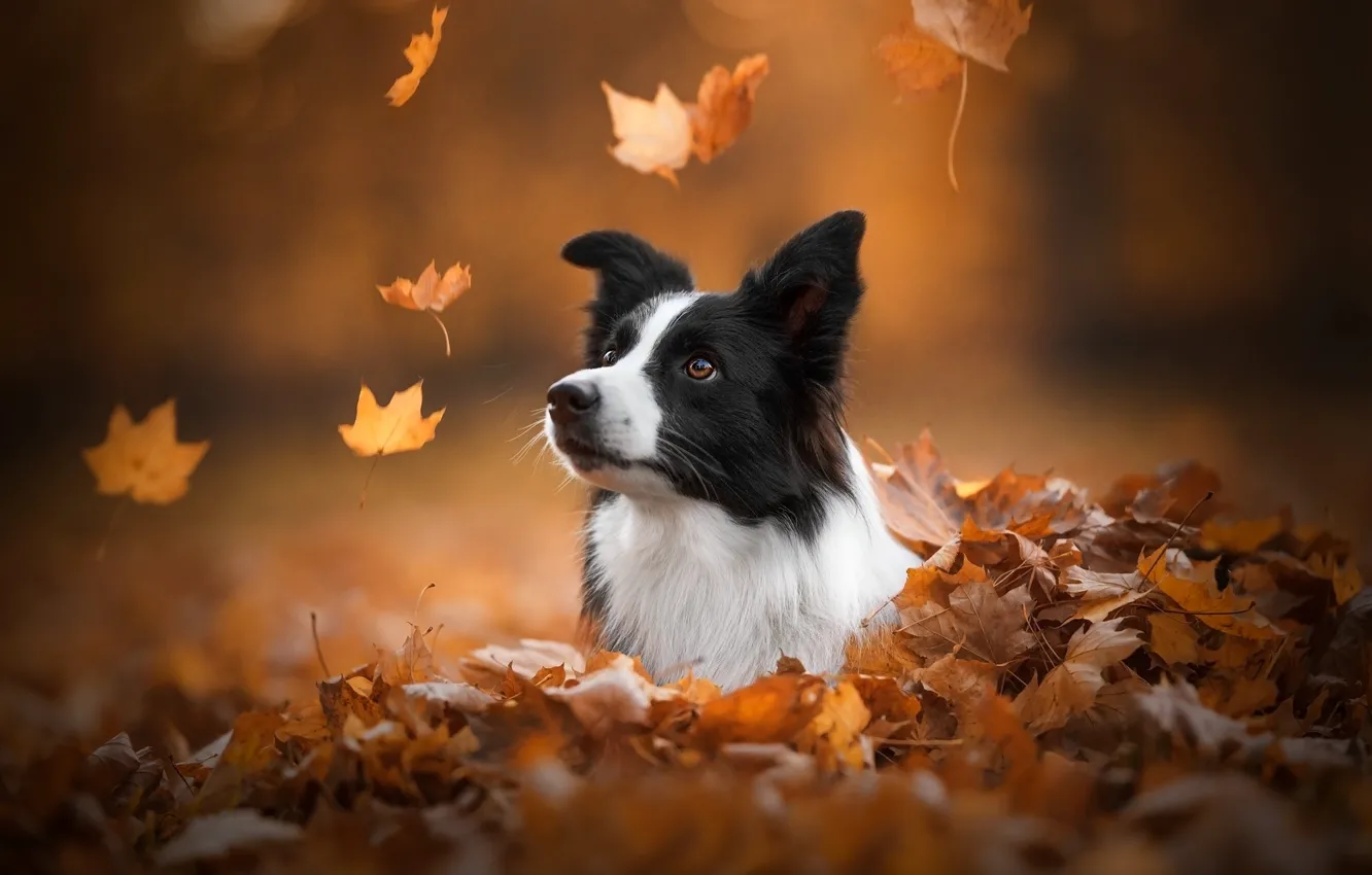 Photo wallpaper autumn, face, leaves, dog, bokeh, The border collie