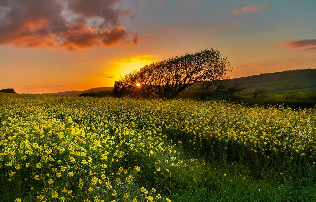 Photo wallpaper field, trees, sunset, England, England, rape, Dorset, Dorset, Kimmeridge, Kimmeridge