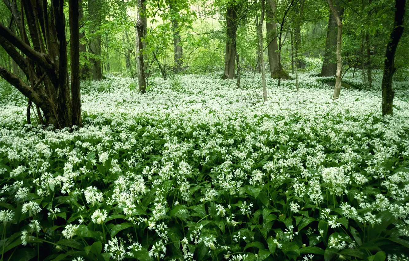 Photo wallpaper greens, forest, flowers, thickets, glade, a lot, ramsons