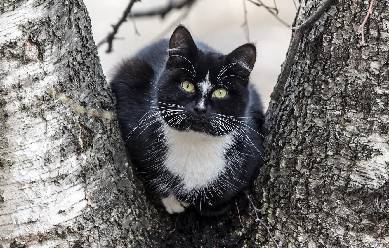 Photo wallpaper cat, tree, black, baleen