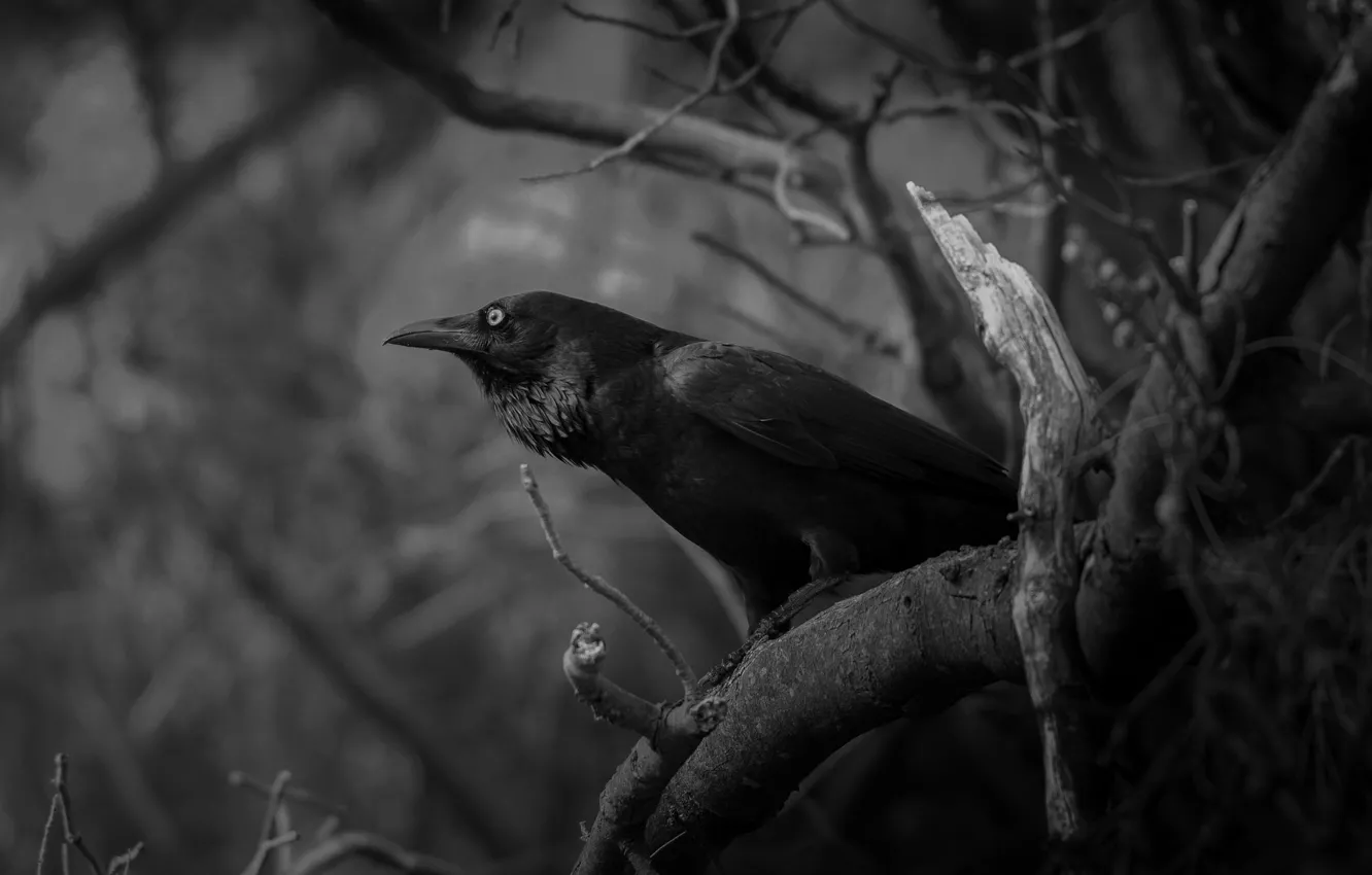 Wallpaper branches, bird, white, Raven, black images for desktop, section  разное - download